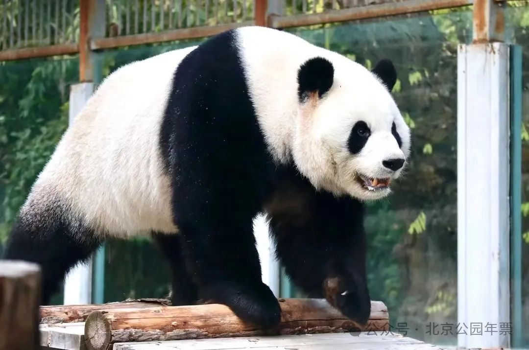 北京动物园免费（持2025公园年票）——爱票网