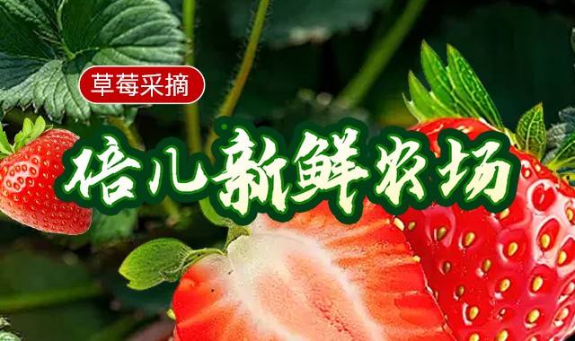 倍儿新鲜农场仅需188元抢购2大1小三斤草莓采摘套餐：2大1小入园采摘 可带走草莓3斤 西红柿1斤；周末送红薯和糖葫芦...周末假日通用