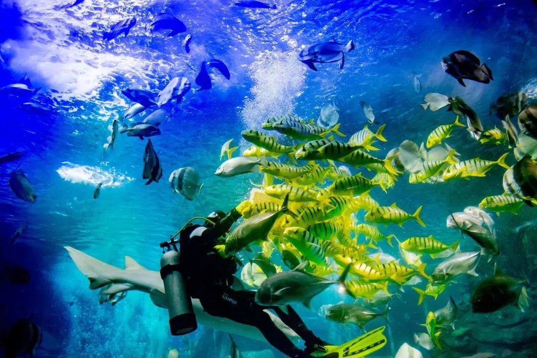 北京太平洋海底世界持2026年京津冀联合一卡通贵宾版、精品版、畅游版可免门票