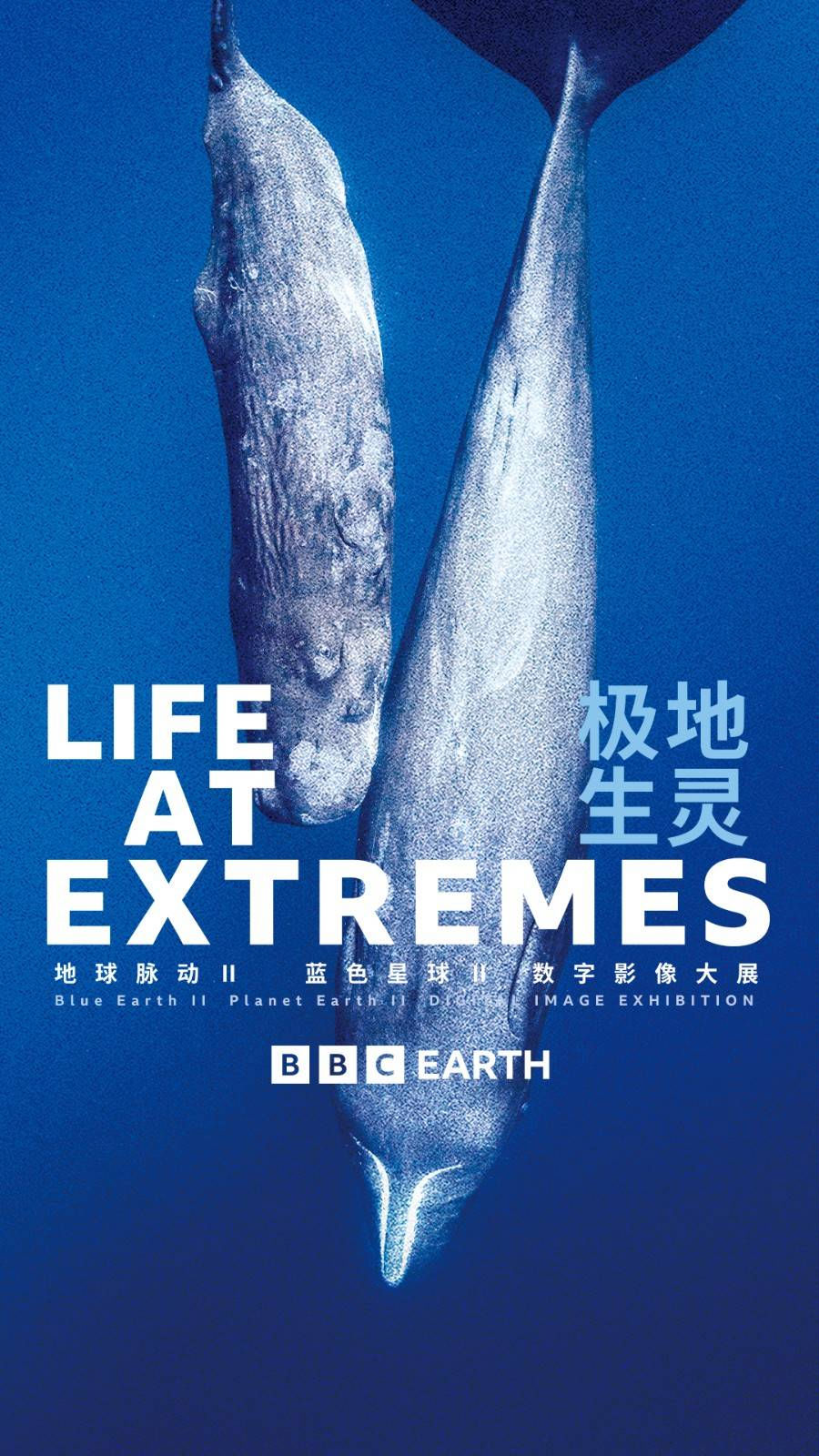 英国BBC Earth极地生灵数字影像大展.png