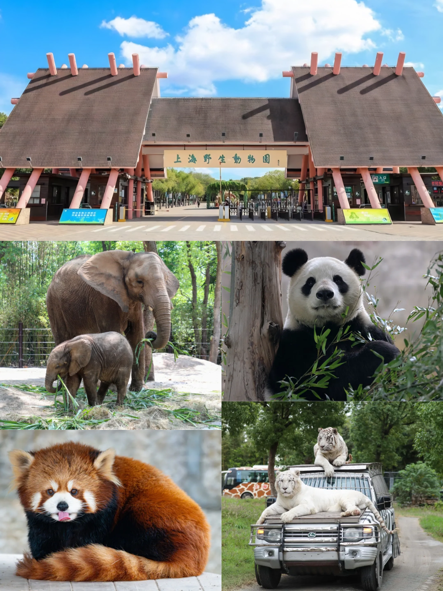 春日赴上野，赴一场万物生长的自然之约(上海野生动物园购票方式+使用方法)