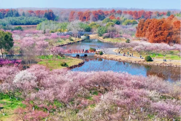 上海踏青推荐：上海海湾国家森林公园樱花正盛、牡丹初绽，春日治愈之旅一键出发