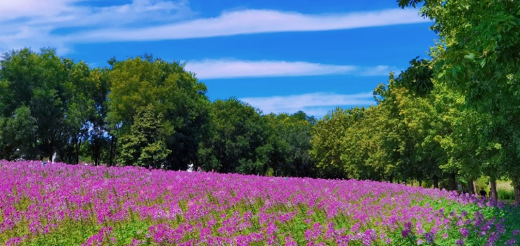 北京国际鲜花港