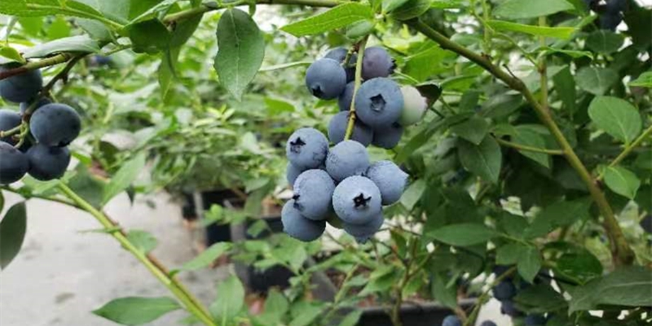 【成都】都江堰·蓝之美蓝莓采摘